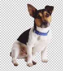 Jack Russell Terrier Rat Terrier Miniature Fox Terrier Tenterfield Terrier Toy Fox Terrier Png Clipart Black