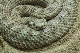 Sidewinder Rattle Snake Rattlesnake Snake Reptile Snakes