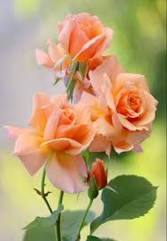 Pin By Tj Kotpanya On Flowers Beautiful Rose Flowers Beautiful Flowers Pretty Flowers