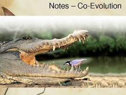 Bird Cleaning Crocodile Teeth Mutualism Parasitism And Commensualism Powerpoint With Images Crocodile Nile Crocodile Crocodile Images