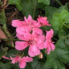 Image result for Pelargonium apetalum