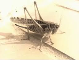 Male crickets (orthopteran insects) make sound to attract mates. Best Cricket Sound Gifs Gfycat