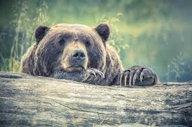 Image result for brown bears