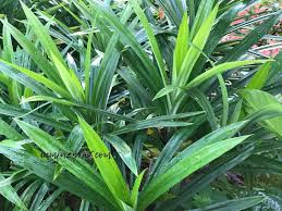 Check spelling or type a new query. 17 Khasiat Pokok Pandan Terselit 1 Bahaya Daun Pandan Yang Merungsingkan Iamfuzy Com