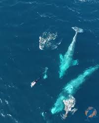 captain dave s dolphin and whale safari instagram billeder og videoer
