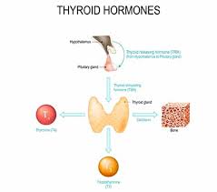 Graves' disease is the most common cause of hyperthyroidism. Thyroid Condition Hypothyroidism Low Thyroid Treatment Columbus Dublin Westerville