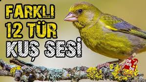 Ispinoz Kusu Sesi Otusu A Chaffinch Fringilla Coelebs Singing Youtube
