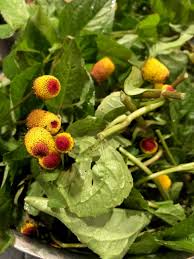 Image result for Spilanthes