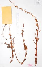 Image result for Remusatia