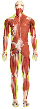 Important organs in the body are on your left side. Muscle Facts Human Back Muscles Dk Find Out