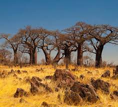 Tripadvisor has 58,363 reviews of botswana hotels, attractions, and restaurants making it your best botswana resource. Bostwana Reisetipps Informationen Berge Meer
