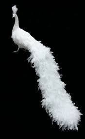 Big Black Bird With White Head And White Tail 60 Inch Long Feather Peacock Bird In White Color Handmade Head Left Right Ebay Peacock Bird Bird Peacock