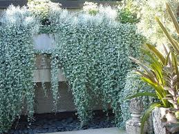 The Best Sun Tolerant Plants For Your Outdoor Space Silver Falls Dichondra Fall Plants Silver Falls Plant