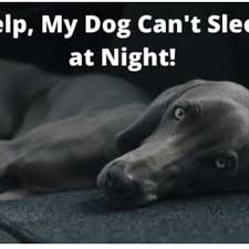 You might be reading this out of desperation or frustration to understand what separation anxiety in dogs: Help My Dog Won T Sleep At Night 12 Tips For A Restful Night Pethelpful