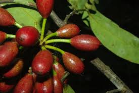 Image result for Annickia