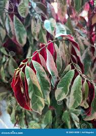 Image result for Excoecaria