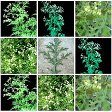 Image result for Parthenium