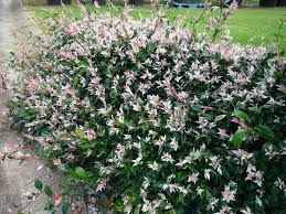 Trachelospermum Jasminoides Chinese Star Jasmine Variegated Ground Cover Bluedale