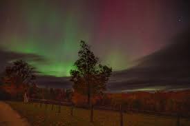 Image result for Sebaea pentandra