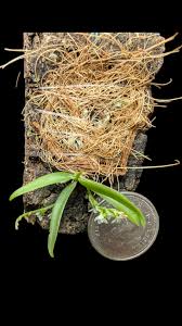 Image result for Angraecum chamaeanthus