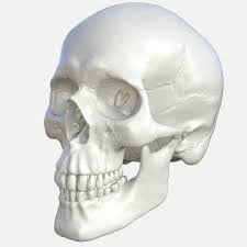 Human Skull 3d Model 3d Model Model Human Skull