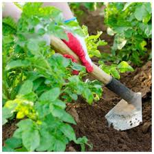 какой способ размножения используют при выращивании картофеля и лука Pravilnoe Okuchivanie Kartofelya Sroki Instrumenty I Zachem Eto Delat Sadovyj Inventar Instrument Kartofel