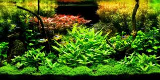 4) tropical fish selection for your tropical aquarium jack heathcote's giant tropical aquarium neon tetras, paracheirodon simulans in their natural habitat xl tanks of the aquascaping contest the art of the planted aquarium 2014 (pt. What Kinds Of Aquascaping Are There