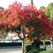 This species is planted as a street tree in temperate areas worldwide due to its attractive fruit and autumn foliage. Chinese Pistachio Pistacia Chinensis 5 Seeds