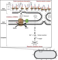 De ervaren rechter candela montes wordt overgeplaatste naar el hierro, het kleinste en meest afgelegen van de canarische eilanden. Rescuing The Last Line Polymyxins Achievements And Challenges Pharmacological Reviews