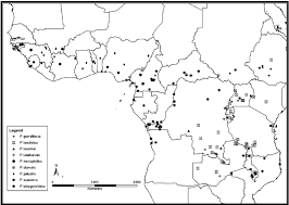 Image result for Psophocarpus scandens