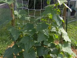 Www.pinterest.com all you need is an old wooden ladder. How To Build A Simple Cucumber Trellis Veggie Gardener Forum