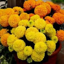 They are among several groups of plants known in english as marigolds. Studentenblumen Tagetes Samen Preis 1 55