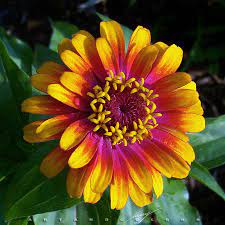 Pin On Flowers Meanings From A Z