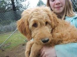 They introduce their litters to crate training at 6.5 weeks and don't use any. Goldendoodles Goldendoodle Puppies For Sale In Yuma Arizona Classified Americanlisted Com