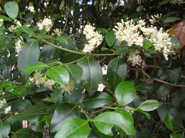 Image result for Psydrax subcordata