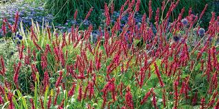 Image result for Persicaria
