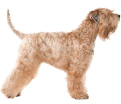 We are committed to offering soft coated wheaten terrier puppies who will grow up to become important members of your family. Soft Coated Wheaten Terrier Dog Breed Facts And Information Wag Dog Walking