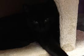 Not rated from 5 2 reviews. Ghostly Ebony Is Our Spca Of Hancock County Pet Of The Week