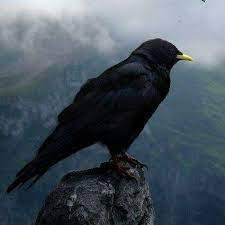 pin by vey c arac on guvercin ve kus turleri birds animals bird