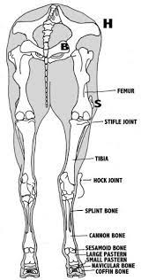 In this picture it shows the muscles that are closest to the surface of the skin, making them superficial. Horse Leg Bone Anatomy Back View Www Anatomynote Com Horse Anatomy Anatomy Dog Anatomy