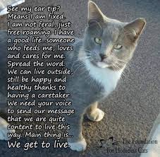 Their purrs are good for your health. For The Love Of Cats Home Facebook