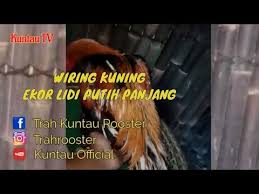 Dalam hal bertarung, tidak ada yang berbeda, tergantung dengan pelatihan yang diberikan. Ayam Bangkok Super Besar Siam Wiring Kuning Putih Youtube Hewan
