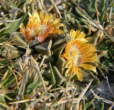 Image result for Nananthus vittatus