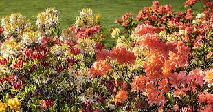 My hubby john explains how he takes rhododendron cuttings, and i've added a clip at the end explaining the best time of day to do this. How To Propagate Azaleas Gardener S Path
