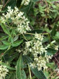 Image result for Agathisanthemum