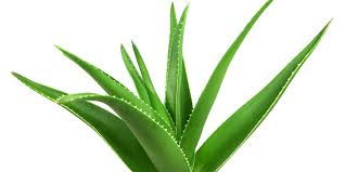 Image result for Aloe