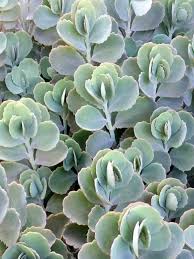 Bryophyllum Fedtschenkoi Lavender Scallops World Of Succulents Flowering Succulents Succulents Plants