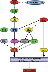 Check spelling or type a new query. Molecular Mechanism Of Size Control In Development And Human Diseases Cell Research