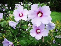 Image result for Hibiscus engleri