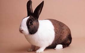 In the future, we hope to have more information about nationwide's exotic pet insurance offerings so you are well informed about. Crookwell Veterinary Hospital Animal Care Pocket Pets Birds Wildlife Pet Rabbit Calicivirus Vaccination